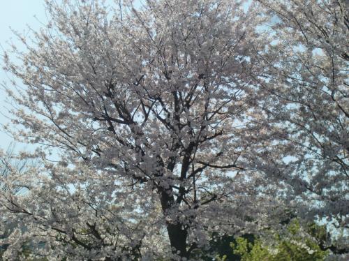 変換 ～ 桜.jpg